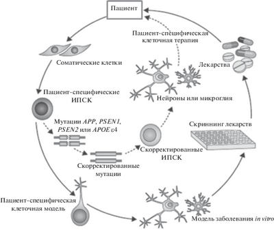 Исследователи изучают клетки астроцитов, которые могут способствовать развитию БАС и болезни Альцгеймера Исследователи изучают клетки астроцитов, которые могут способствовать развитию БАС и болезни Альцгеймера