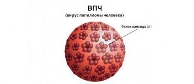 вирус вирус
