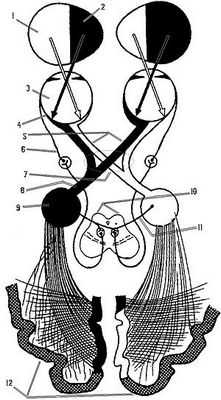 Революционная техника картирования мозга дает новый план корковых связей