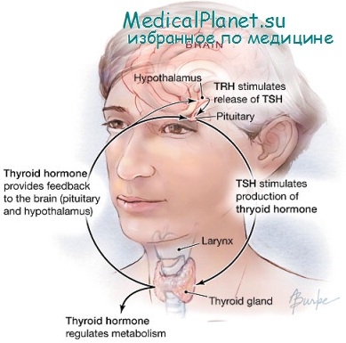 щитовидной железы