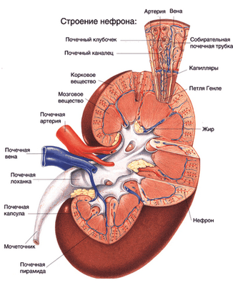 гломерулонефрит