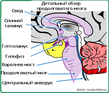 головного мозга