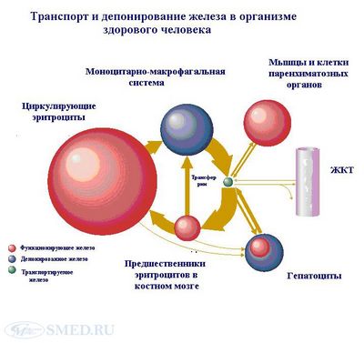гемохроматоз