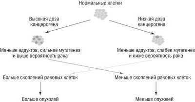 лучевой