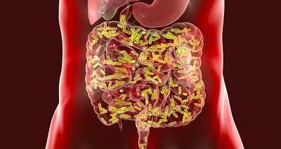 Недавно открытая группа клеток головного мозга борется с воспалением с помощью инструкций из кишечника