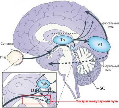 Картография зрительной коры: Схема нового курса организации зрительного пространства