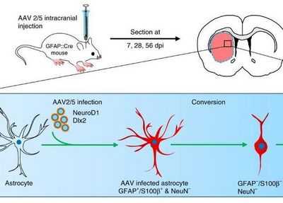 Открытие переключения клеточной судьбы с нейронов на астроциты в развивающемся головном мозге